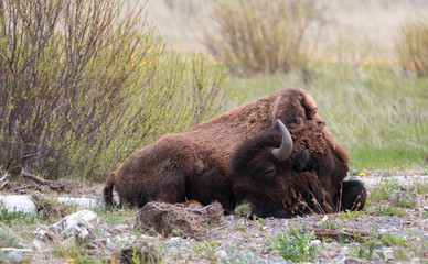 Bison Buffalo Bull sleeping next to Pebble Creek in the Lamar Valley in Yellowstone National Park in Wyoming USA