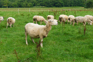 Obraz na płótnie Canvas 牧草地の羊