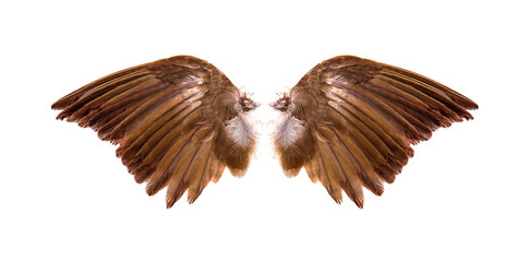 Angel wings on white background