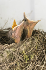 Young bird in the nest.