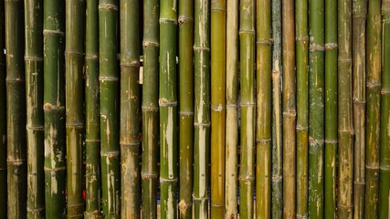 background of green bamboo