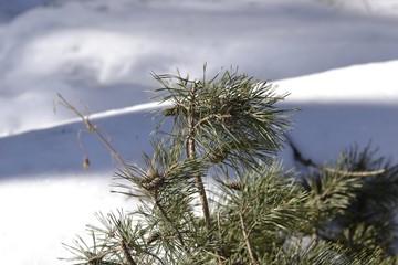 Сосновые ветки на фоне белого снега в лесу