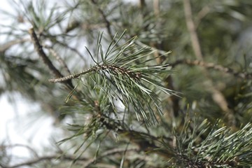 Сосновые ветки на фоне белого снега в лесу