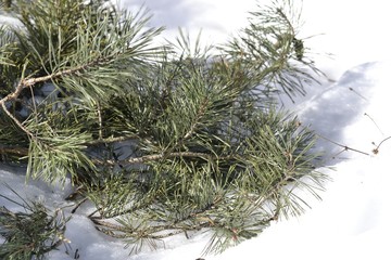Сосновые ветки на фоне белого снега в лесу © flamel123