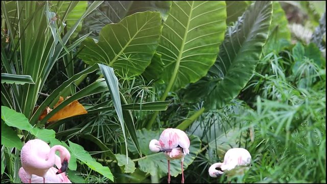 Flamingo birds footage video hd format