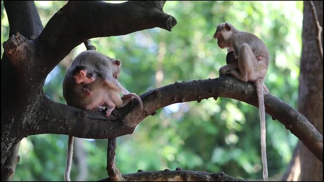 Family Monkey Videos Sitting on a forest tree Of the national park Monkeys are found in Thailand.