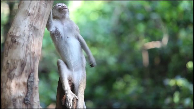 Long-tailed macaque (Macaca fascicularis) Acting on the tree in Thai national park