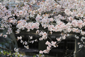 Tourists enjoy cherry blossom at Path of Philosophy in Kyoto