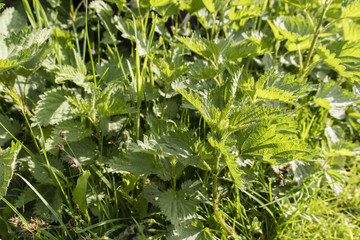 Green nettle leaves.