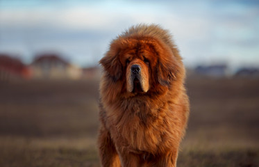Beautiful dog breed Tibetan mastiff on a nature background. - obrazy, fototapety, plakaty