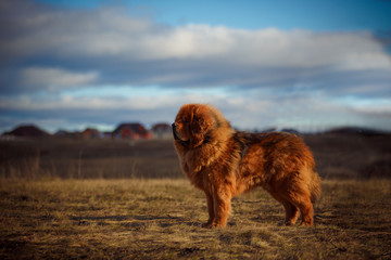 Beautiful dog breed Tibetan mastiff on a nature background.