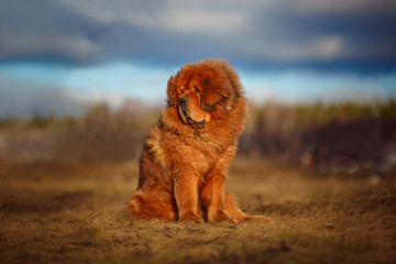 Naklejka na ściany i meble Beautiful dog breed Tibetan mastiff on a nature background.