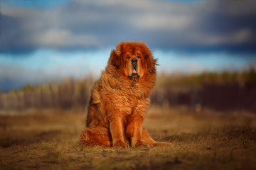 Beautiful dog breed Tibetan mastiff on a nature background. - obrazy, fototapety, plakaty