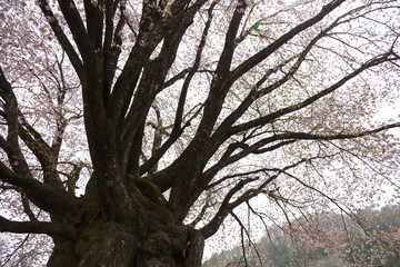 Fototapeta premium 天王桜