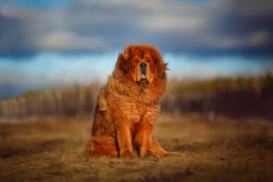 Beautiful dog breed Tibetan mastiff on a nature background.