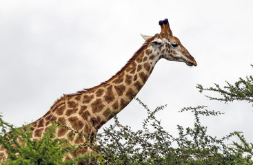Pattern and Texture of Giraffe Body Against Overcast Sky