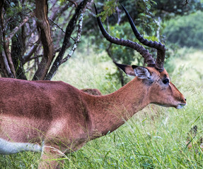 Single Impala Buck Feeding on Green Grass and Trees