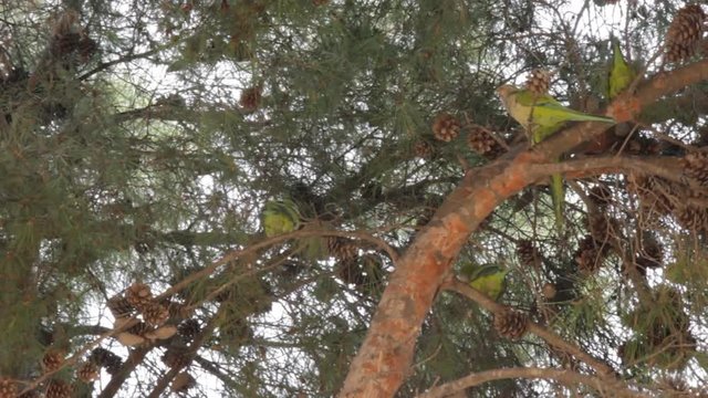 flock of parrots (Monk Parakeet, Myiopsitta monachus, Myiopsitta gen.) resting in crown of Italian pine. Park Barcelona, Catalonia, Spain. South America bird, introduced species
