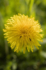 View of yellow dandelion flower.