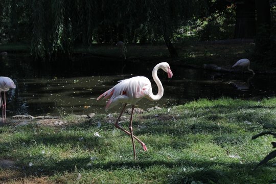 Pelican Photography Art In Zoo Wild Life