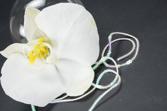 orchid, white archide flower with yellow center on a black background. Composition with a glass sphere. Macro photography, phaleonopsis