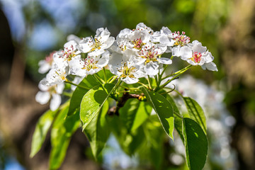 Blossoming cherry trees in spring,Spring Background