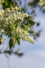 Flowers of the cherry blossoms on a spring day