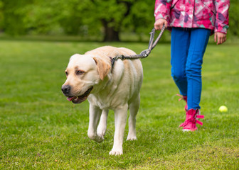 Little girl with labrador retriever on walk in park. Child is running on green grass with dog - outdoor in nature. Pet, domestic animal and people concept.