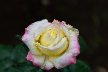 雨の日の黄色とピンクのばら「ベラローマ」の花のアップ