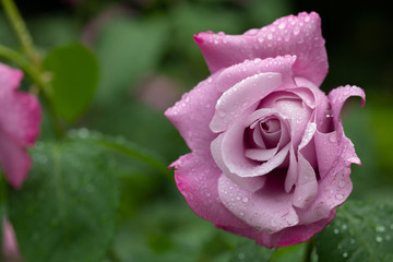 雨の日の紫色のばら「シャルルドゴール」の花のアップ