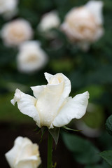 雨の日の白いばら「ホワイトクリスマス」の花のアップ