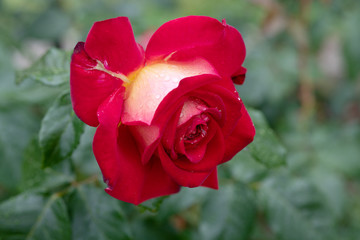 雨の日の赤と白のばら「希望」の花のアップ