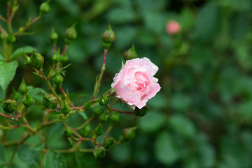 雨の日のピンク色のばら「サマーモルゲン」の花のアップ