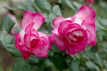 雨の日のピンクと白のばら「聖火」の花のアップ