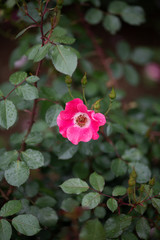 雨の日のピンク色のばら「ピンクメイディランド」の花のアップ