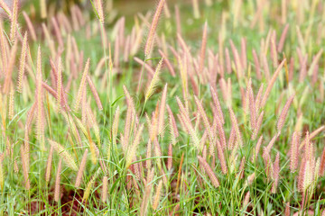 Grass flowers in repetition Pattern / Natural Pattern Background