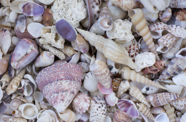 A variety of seashells. Mollusk colorful shells. Seashell texture.