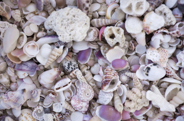 A variety of seashells. Mollusk colorful shells. Seashell texture.