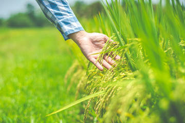 Asian male farmer researching record data in the GMO rice fields.