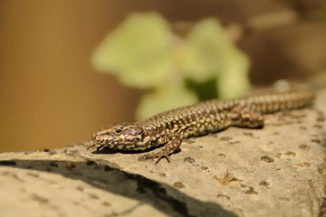 Italian wall lizard (Podarcis siculus)