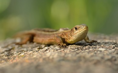 The viviparous lizard or common lizard (Zootoca vivipara) sitting on the stone