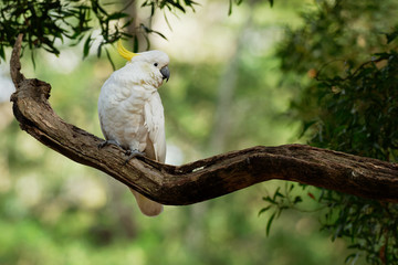 Cacatua galerita - Sulphur-crested Cockatoo sitting on the branch in Australia