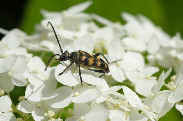 Fototapeta premium Beetle Leptura quadrifasciata on a flower of hydrangea