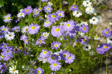 Flowers blue and white brachycome (lat. Brachycome iberidifolia)