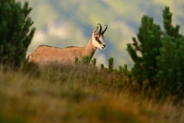 Chamois - Rupicapra rupicapra