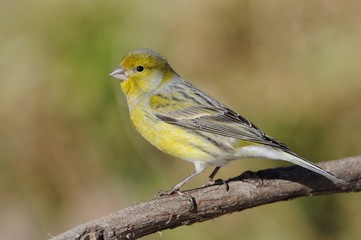 Fototapeta premium Island Canary - Serinus canaria on the branch in Tenerife, Canary Islands