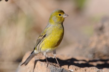 Island Canary - Serinus canaria