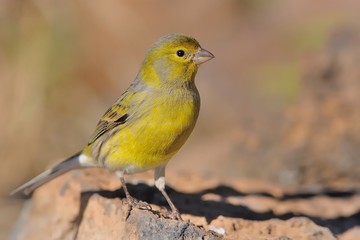 Island Canary - Serinus canaria
