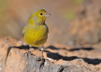 Island Canary - Serinus canaria