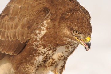 Common Buzzard - Buteo buteo sitting on the snow